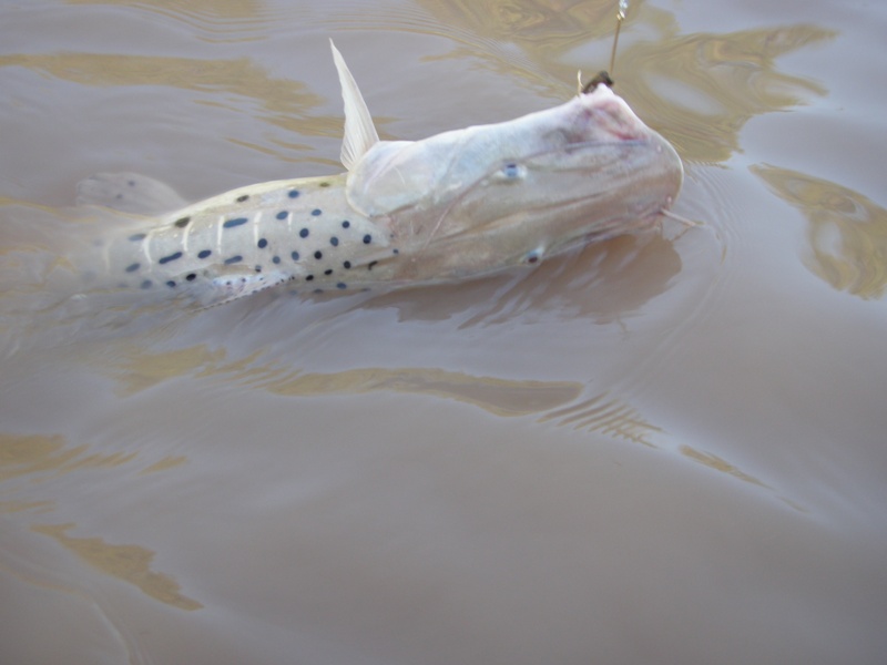 PESCA EN COSTA FLORENTINO